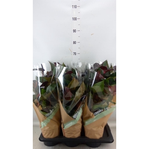 Anthurium andr. 'Beauty Black'