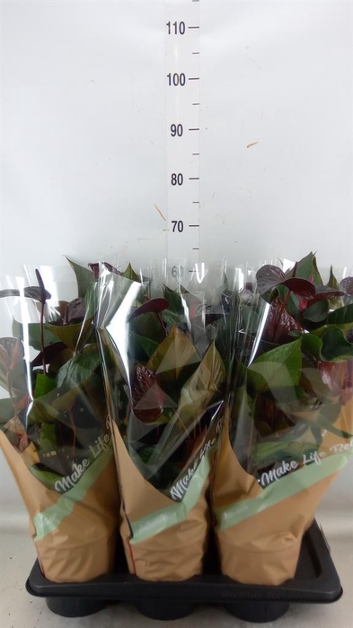 <h4>Anthurium andr. 'Beauty Black'</h4>
