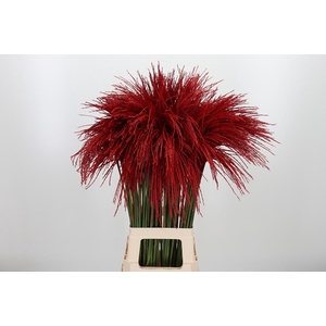 Miscanthus Kl Bh Rood