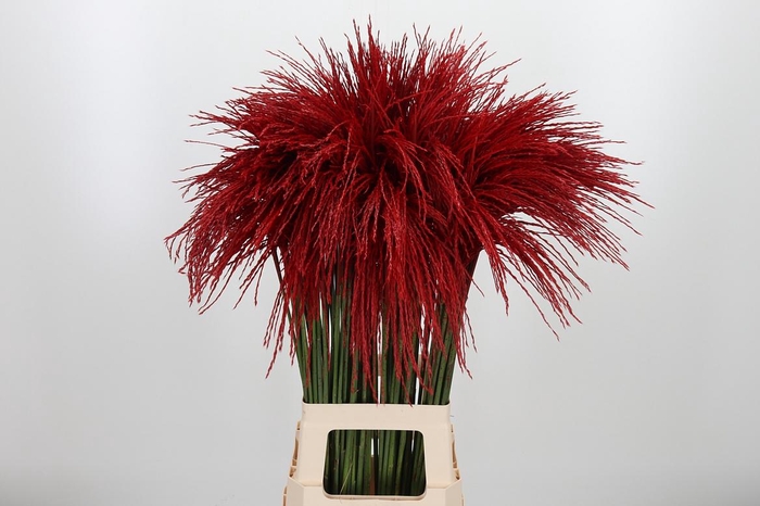 <h4>Miscanthus Kl Bh Rood</h4>