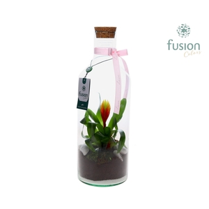 Green Bottle Fles Medium Love met Bromelia