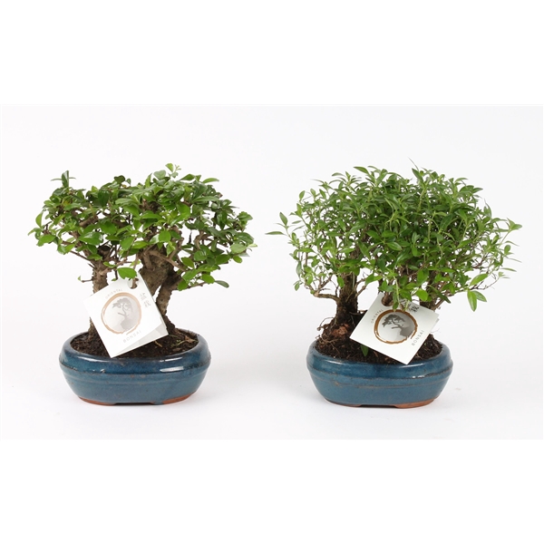 <h4>Bonsai Mix Forest in ø16cm Ceramic</h4>