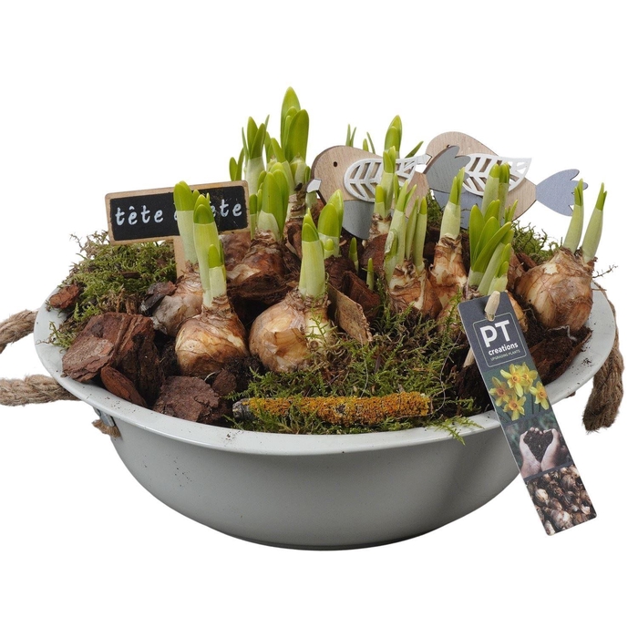 <h4>Arr. Narcissus Tete Tete L%</h4>