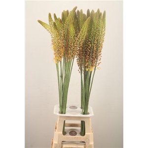 Eremurus Orange Princess
