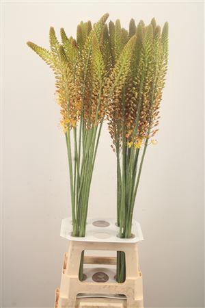 <h4>Eremurus Orange Princess</h4>