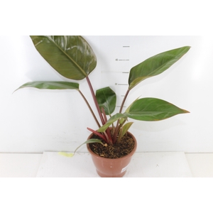 PHILODENDRON RED DIAMOND P19