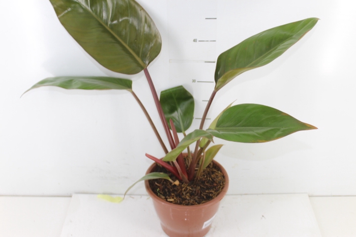 PHILODENDRON RED DIAMOND P19