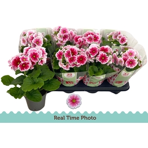 PRIM OB TM RED WHITE