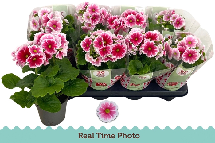 <h4>PRIM OB TM RED WHITE</h4>