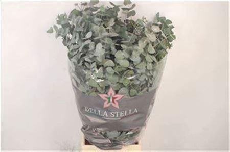 Euc Cinerea Per Bunch 300 Gram