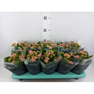 Kalanchoe blos. 'Serenity Pinkwhit'