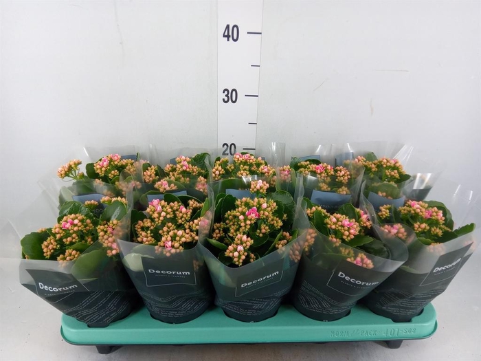 <h4>Kalanchoe blos. 'Serenity Pinkwhit'</h4>