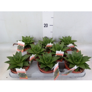 Gasteria
