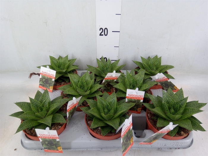 <h4>Gasteria</h4>