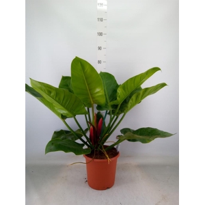 Philodendron  'Imperial Green'