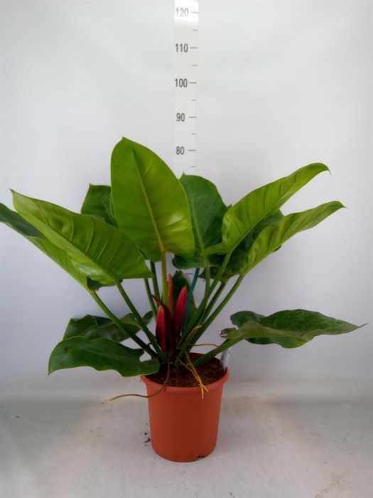 <h4>Philodendron  'Imperial Green'</h4>