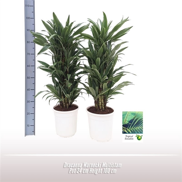 <h4>Dracaena Warnecki Multistam</h4>