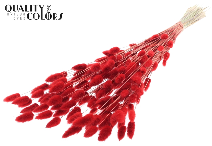 Lagurus Premium per bunch Red