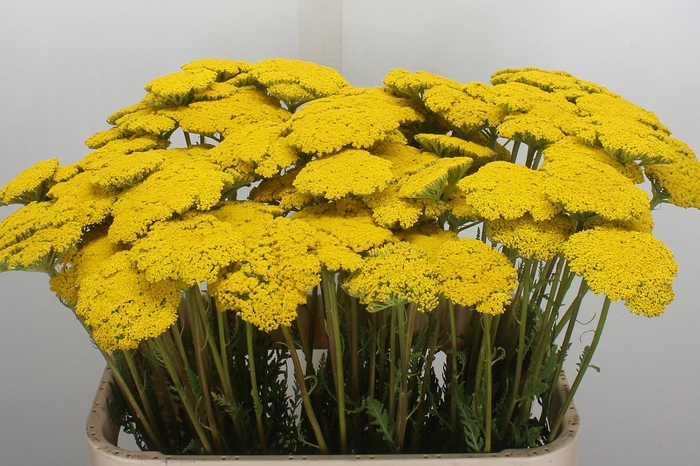 <h4>Achil F Park Variety</h4>