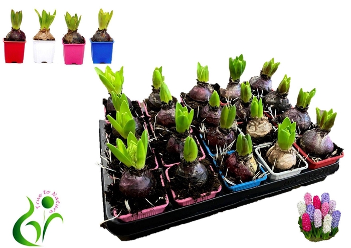 <h4>HYACIN GEM 4 KL</h4>