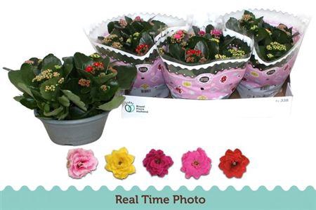 <h4>Kal Ge Gem I Pot</h4>