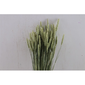 Dried Triticum (tarwe) Natural Bunch