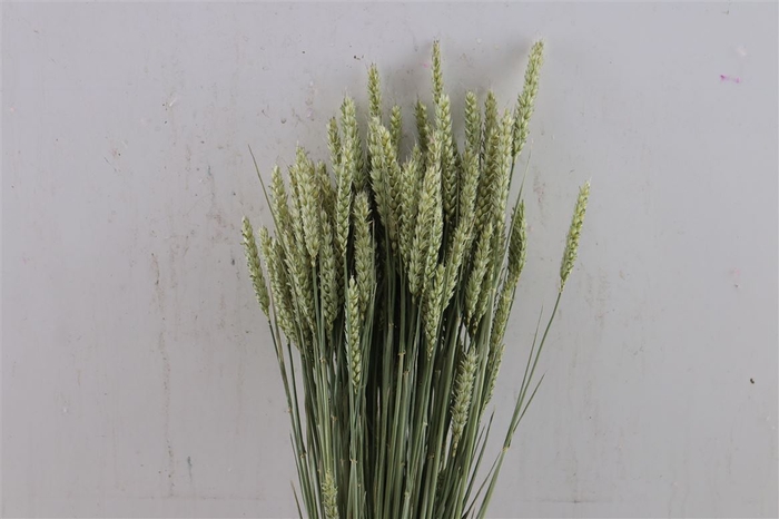 <h4>Dried Triticum (tarwe) Natural Bunch</h4>