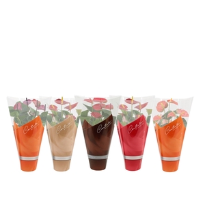 Anthurium 12 cm 4 color mix in Couture sleeve