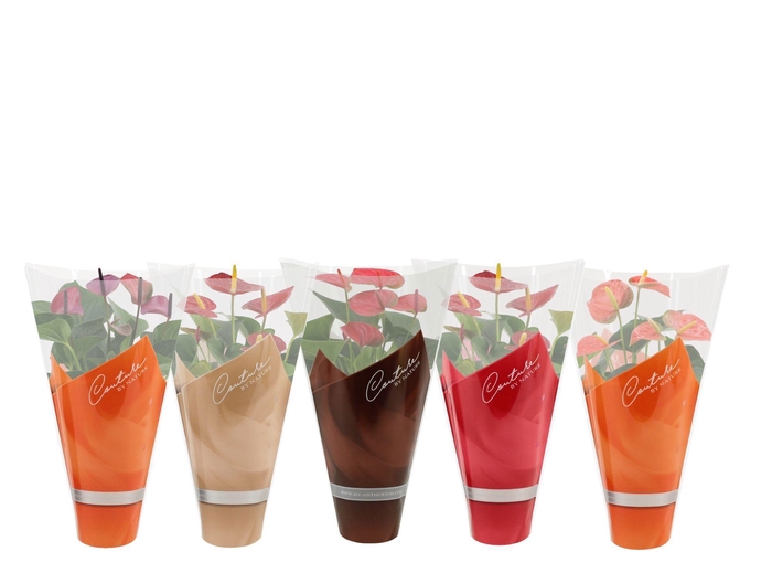 <h4>Anthurium 12 cm 4 color mix in Couture sleeve</h4>