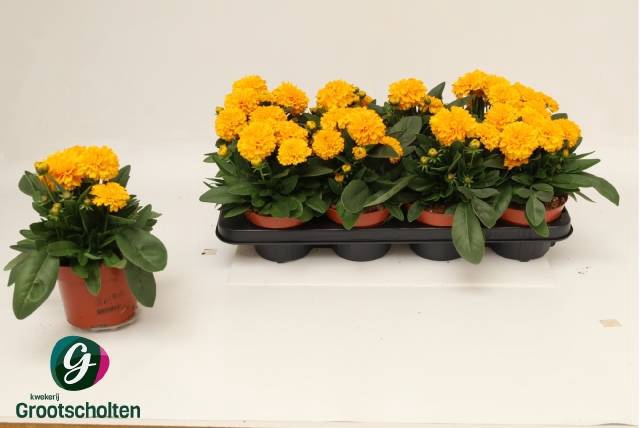 <h4>COREOPSIS DOUBLE THE SUN P13</h4>
