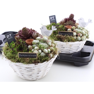 ARR SEMPERVIVUM