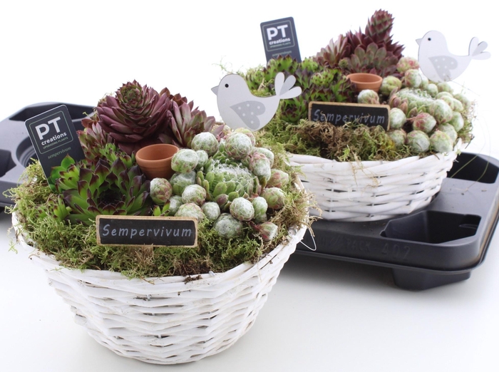 <h4>ARR SEMPERVIVUM</h4>