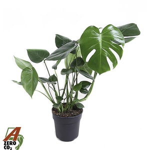 Monstera Deliciosa struik P19