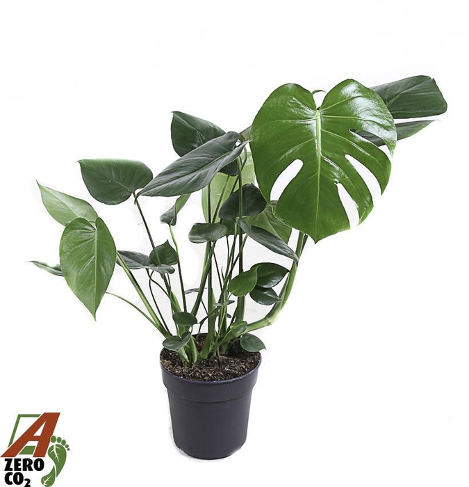 <h4>Monstera Deliciosa struik P19</h4>