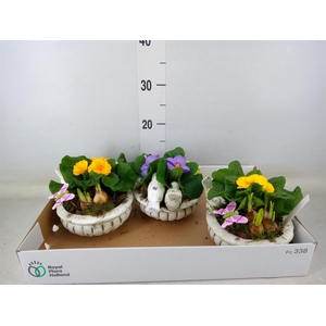 Arr.   Tuinplanten L%