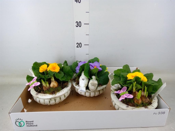 <h4>Arr. Tuinplanten L%</h4>