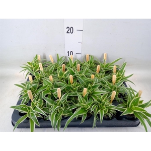 Chlorophytum com. 'Ocean'