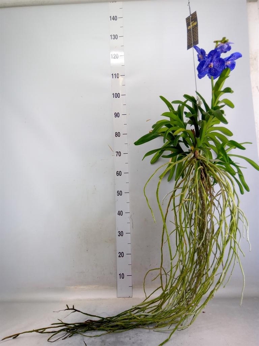 <h4>Vanda hybrids</h4>