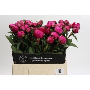 Paeonia Kansas