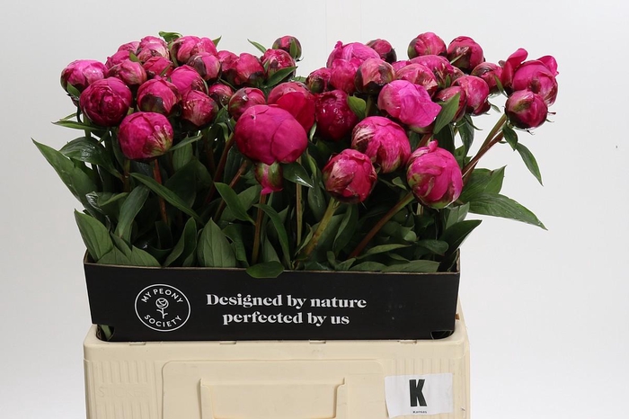 <h4>Paeonia Kansas</h4>