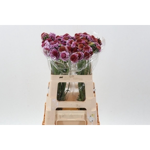 SCAB AT F SCOOP B PI