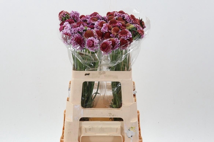 <h4>SCAB AT F SCOOP B PI</h4>