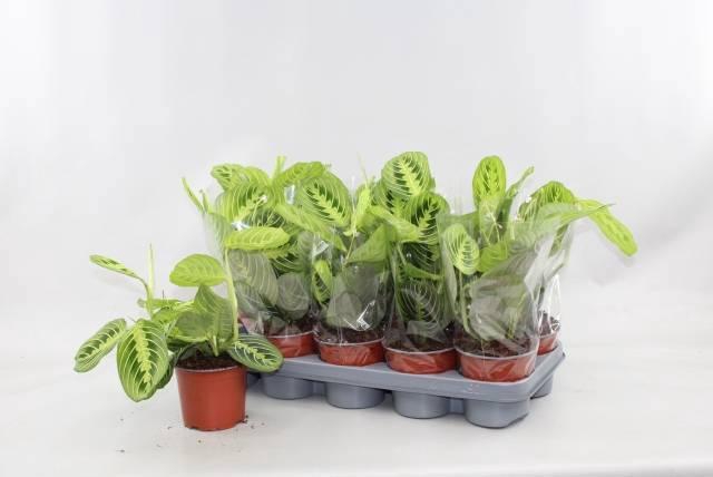 <h4>MARANTA LEMON</h4>