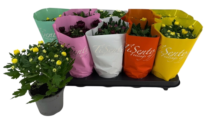 <h4>CHRYS GEVULDBL GEM</h4>