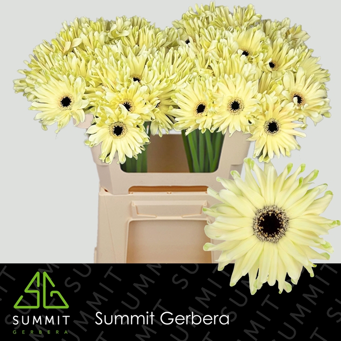 <h4>GE KV PASTINI SPRITZ</h4>