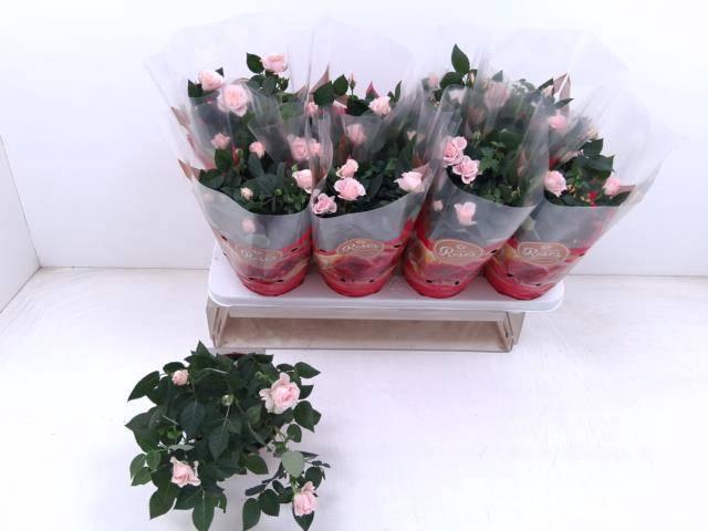 <h4>RO FAV RO PINK</h4>