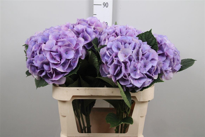 <h4>Hydr M Royal Love B</h4>