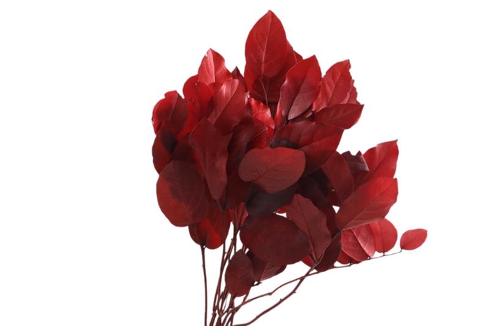 Salal Preserved Red