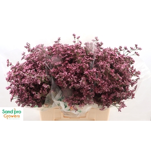 LIM SIN SILVERY PINK