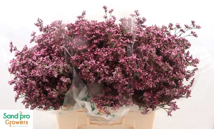 <h4>LIM SIN SILVERY PINK</h4>